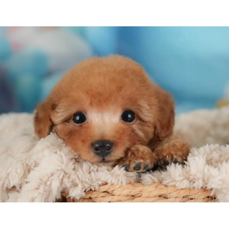 販売中の栃木県のトイプードル-454028の9枚目