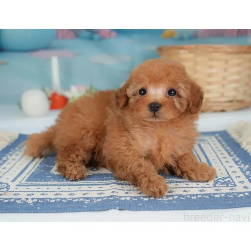 販売中の栃木県のトイプードル-454028の8枚目