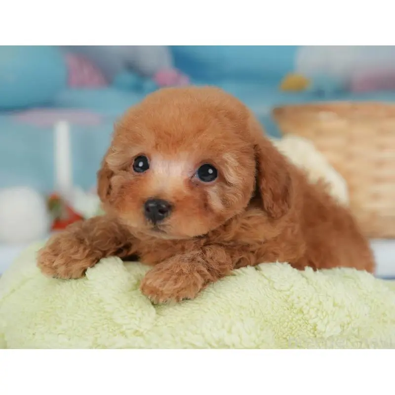 販売中の栃木県のトイプードル-454028の7枚目