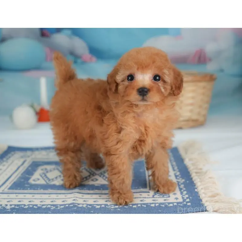 販売中の栃木県のトイプードル-454028の6枚目