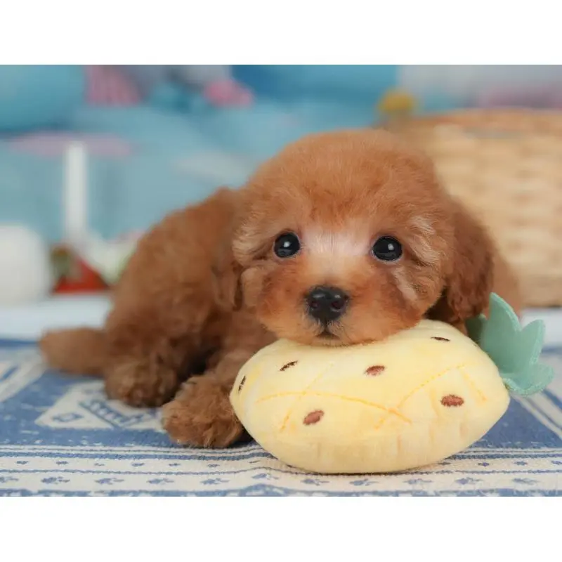 販売中の栃木県のトイプードル-454028の5枚目