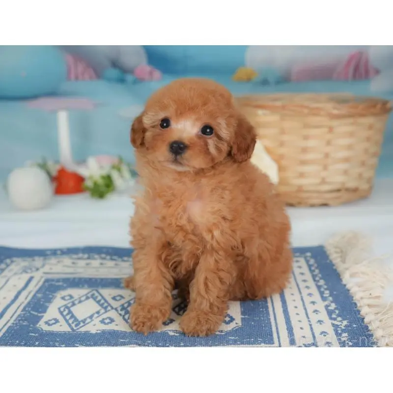 販売中の栃木県のトイプードル-454028の4枚目