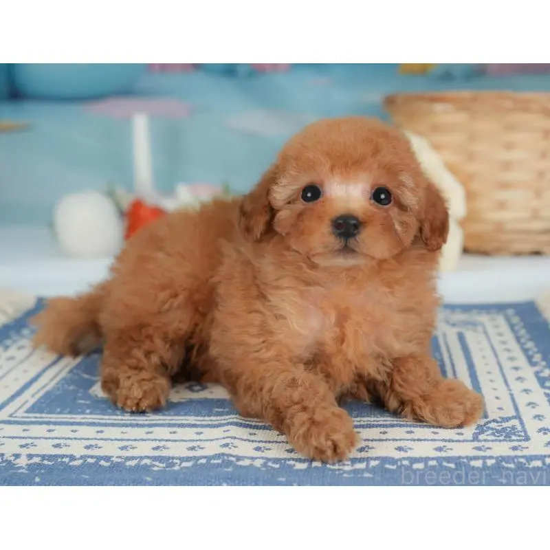 販売中の栃木県のトイプードル-454028の3枚目