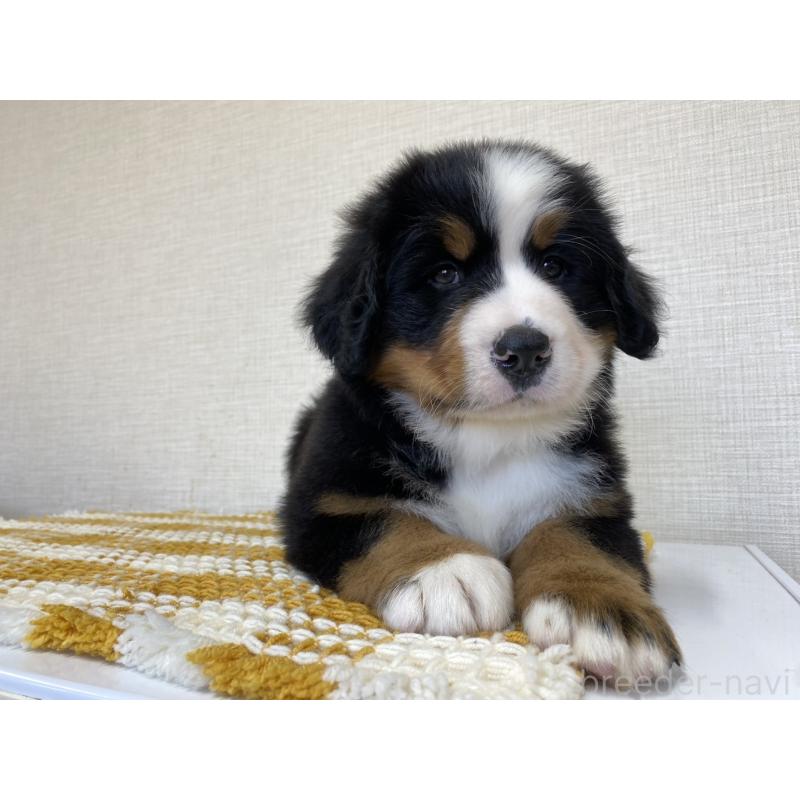 販売中の群馬県のバーニーズマウンテンドッグ-444598の7枚目