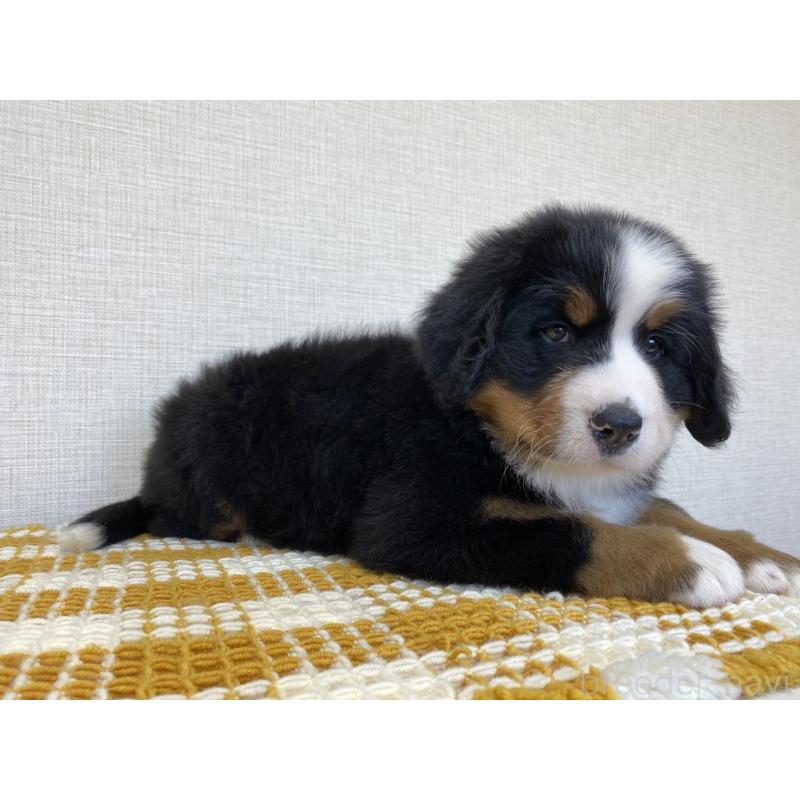 販売中の群馬県のバーニーズマウンテンドッグ-444598の6枚目