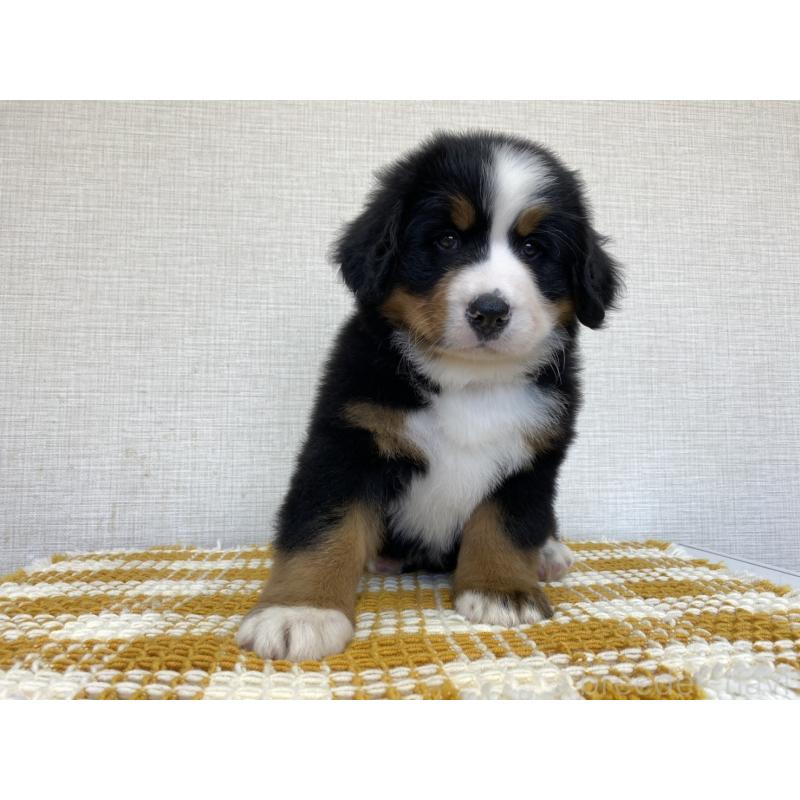 販売中の群馬県のバーニーズマウンテンドッグ-444598の5枚目