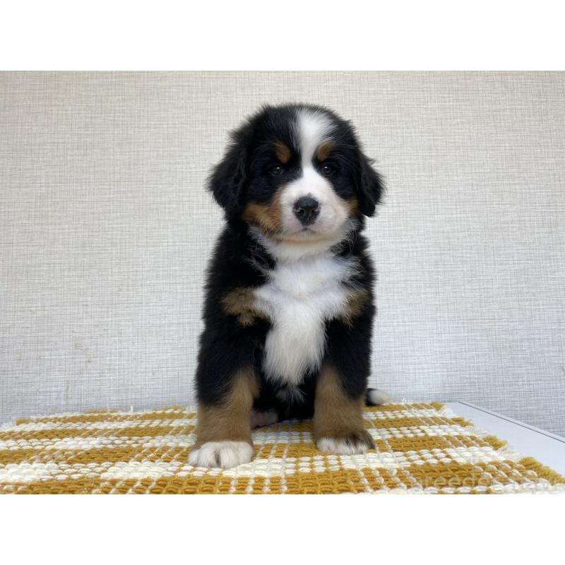 販売中の群馬県のバーニーズマウンテンドッグ-444598の4枚目