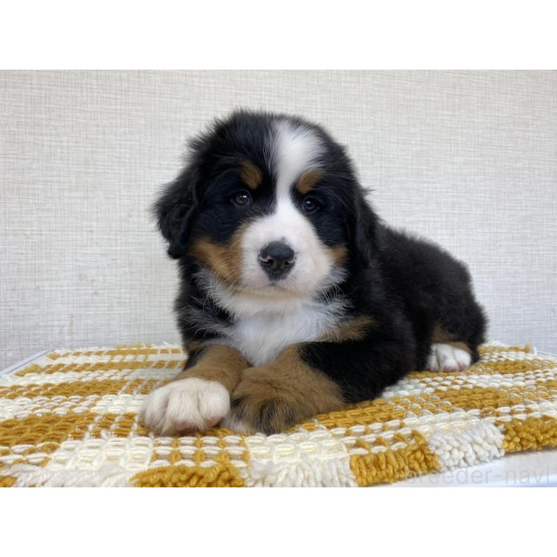 販売中の群馬県のバーニーズマウンテンドッグ-444598の3枚目