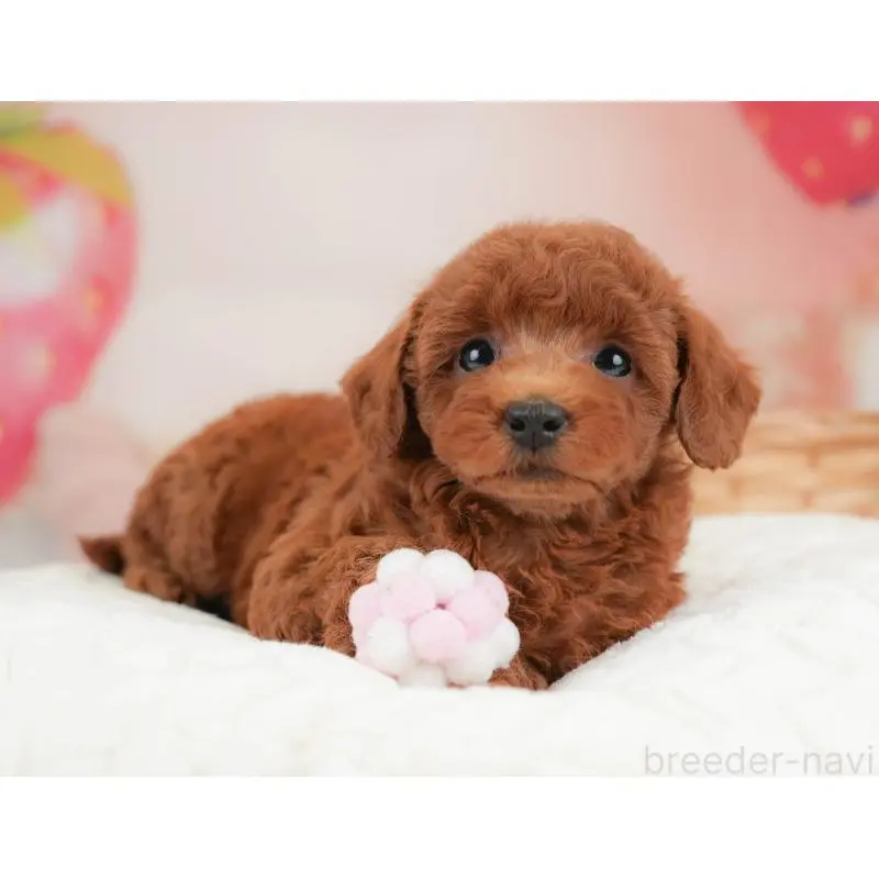 販売中の栃木県のトイプードル-454027の11枚目