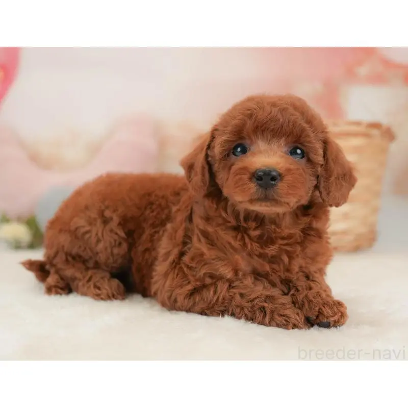 販売中の栃木県のトイプードル-454027の10枚目