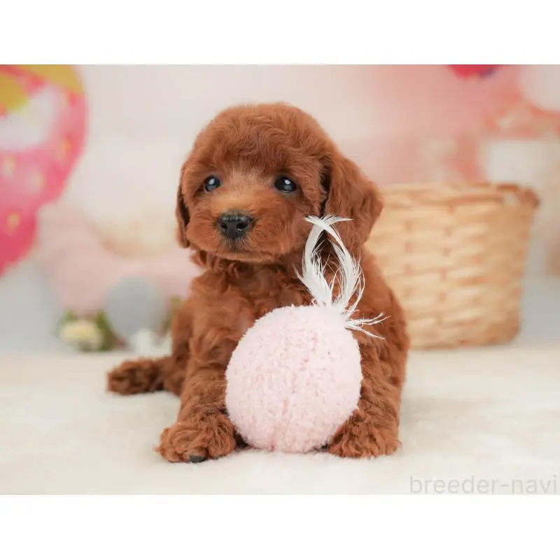 販売中の栃木県のトイプードル-454027の9枚目