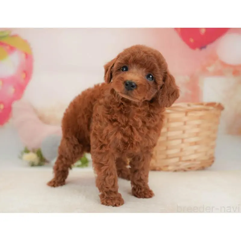 販売中の栃木県のトイプードル-454027の8枚目