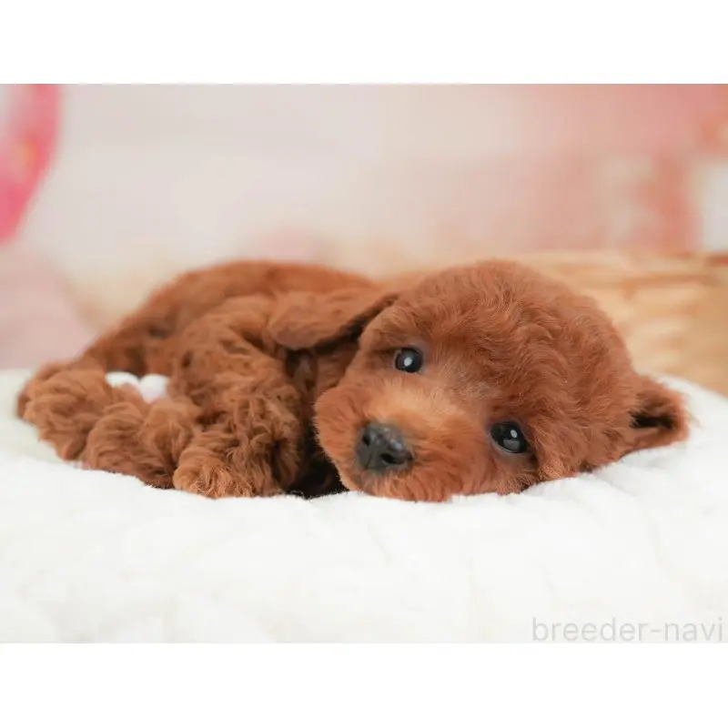 販売中の栃木県のトイプードル-454027の7枚目