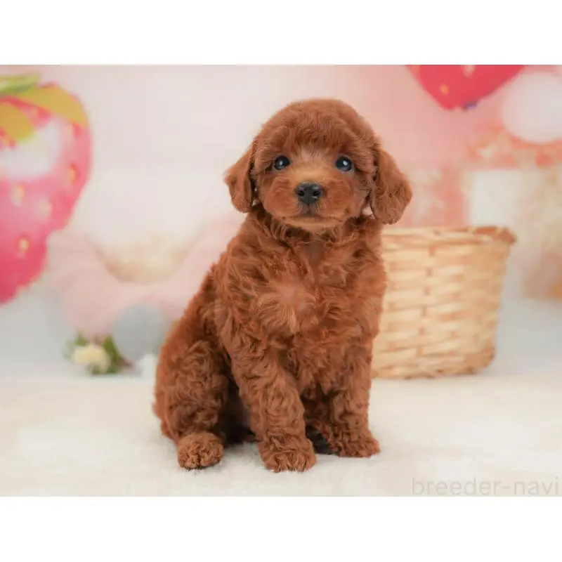 販売中の栃木県のトイプードル-454027の6枚目