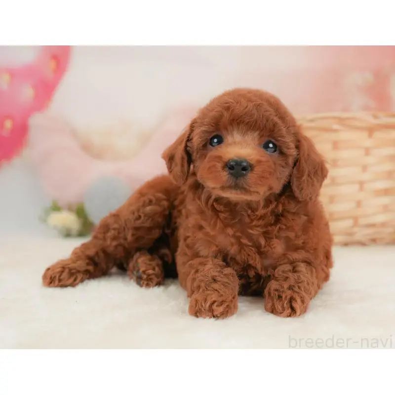 販売中の栃木県のトイプードル-454027の5枚目