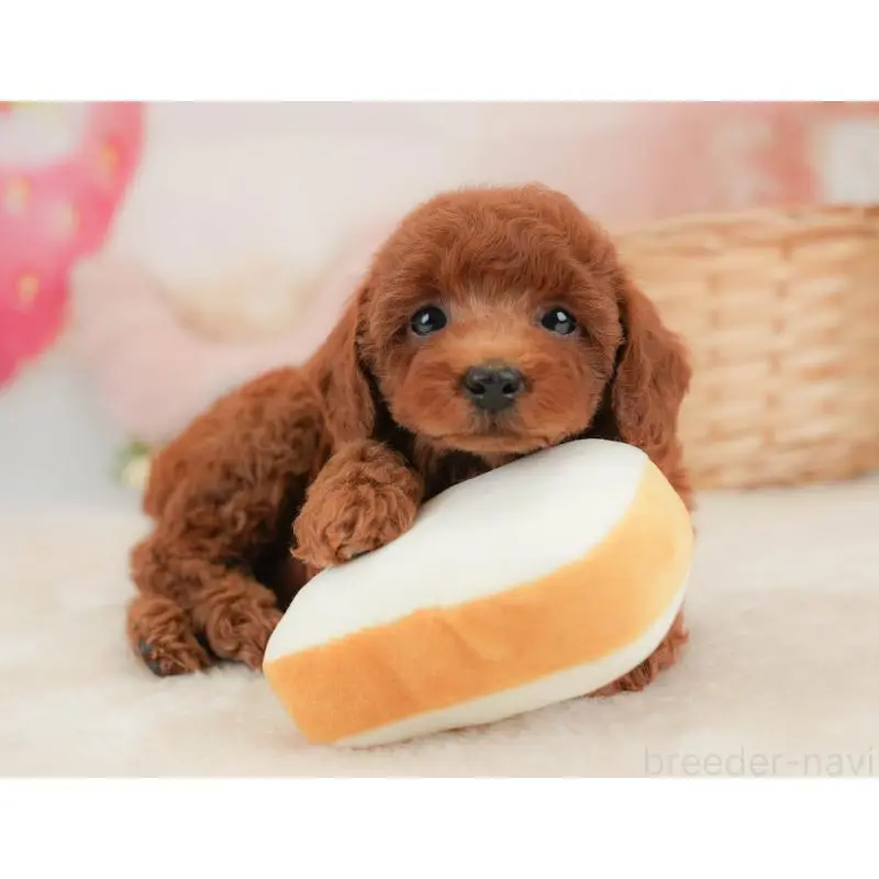 販売中の栃木県のトイプードル-454027の4枚目