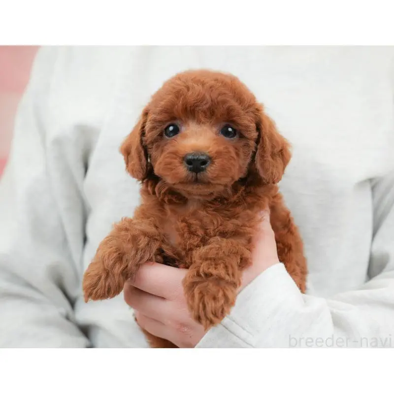 販売中の栃木県のトイプードル-454027の3枚目