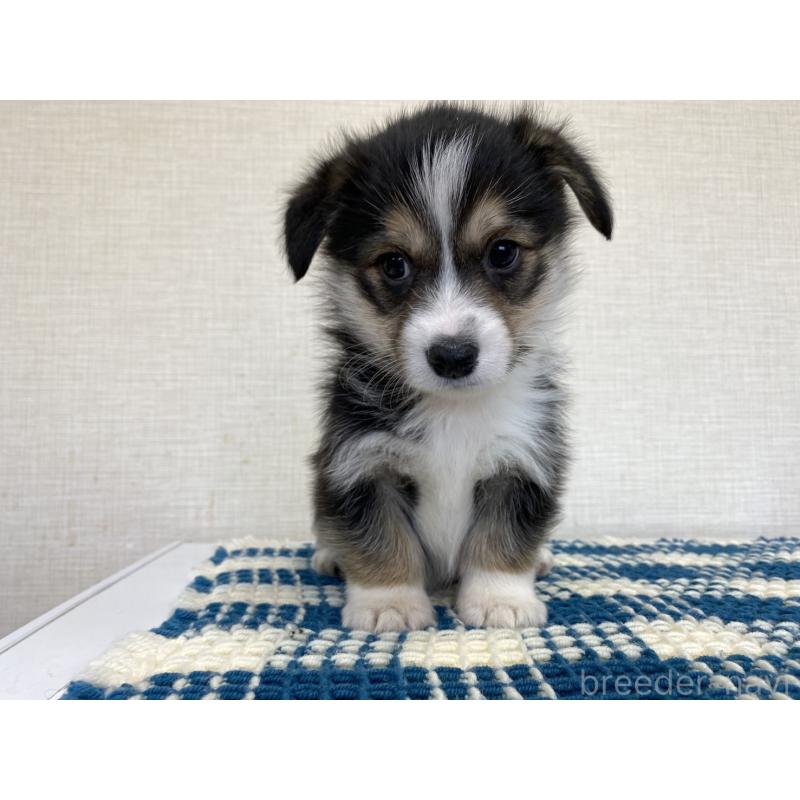 販売中の群馬県のミックス犬-453942の6枚目