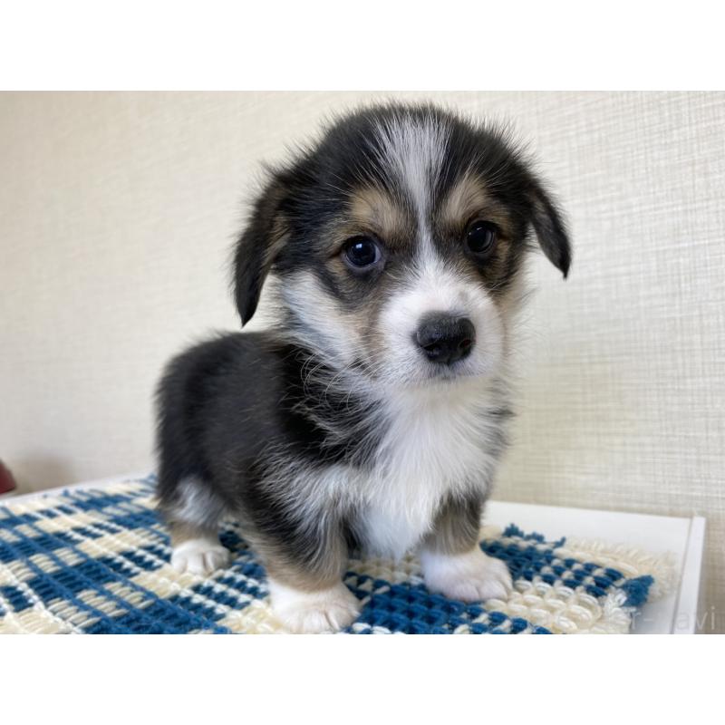 販売中の群馬県のミックス犬-453942の5枚目