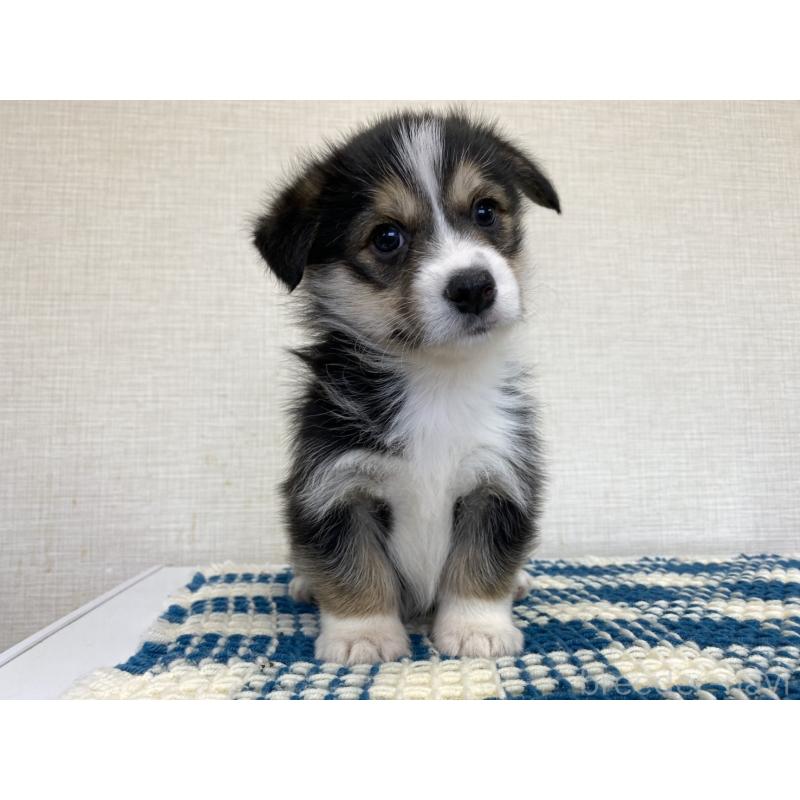 販売中の群馬県のミックス犬-453942の3枚目