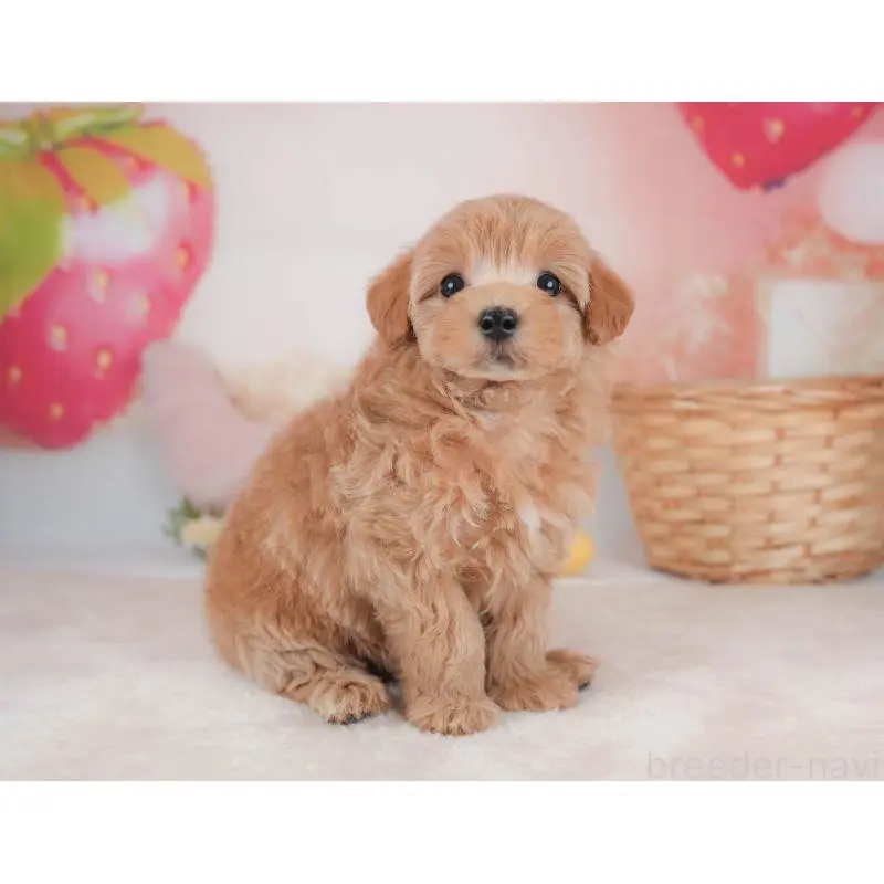 販売中の栃木県のマルプー:マルチーズ×トイプードル-454025