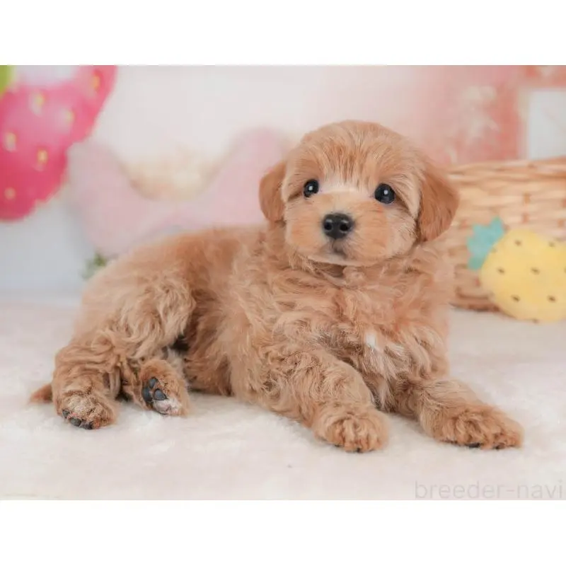 販売中の栃木県のマルプー:マルチーズ×トイプードル-454025の10枚目