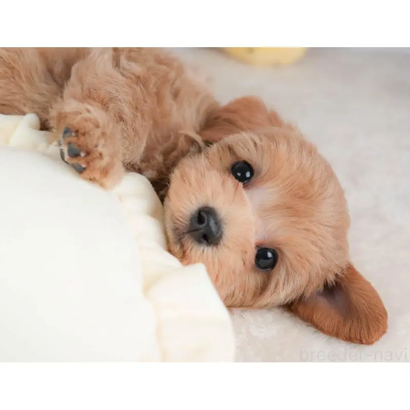 販売中の栃木県のマルプー:マルチーズ×トイプードル-454025の8枚目