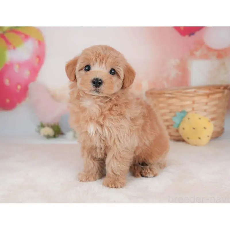 販売中の栃木県のマルプー:マルチーズ×トイプードル-454025の7枚目