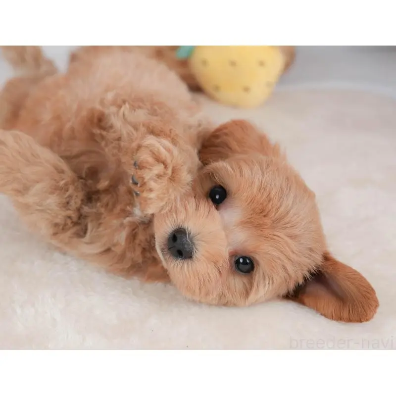 販売中の栃木県のマルプー:マルチーズ×トイプードル-454025の6枚目