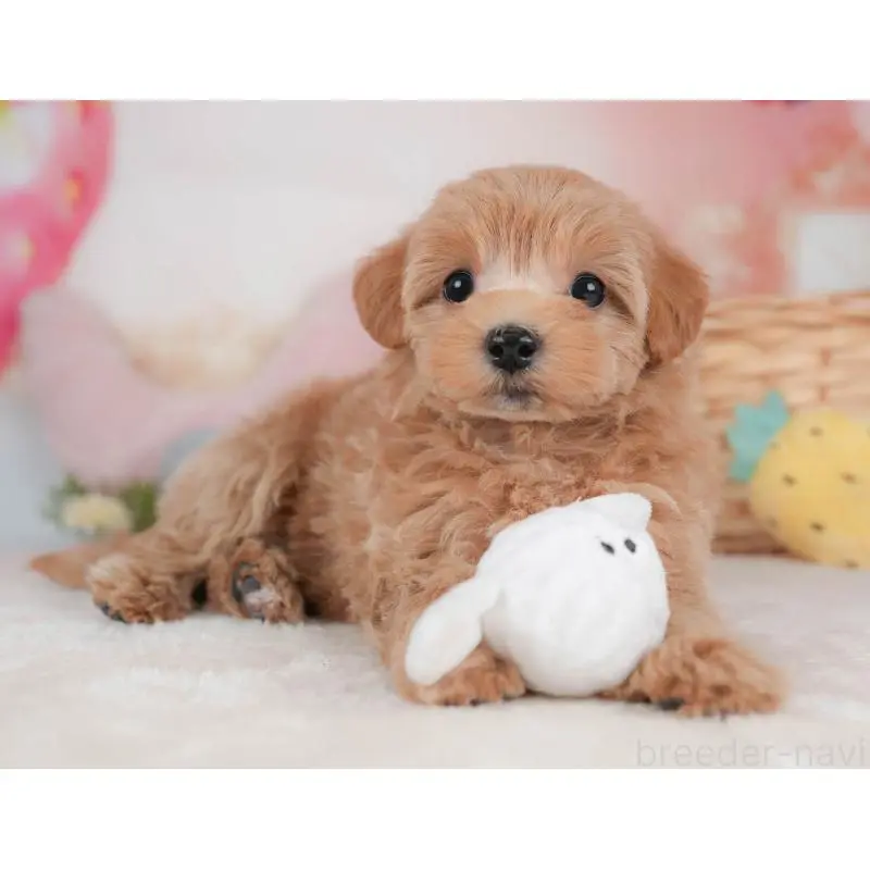 販売中の栃木県のマルプー:マルチーズ×トイプードル-454025の5枚目