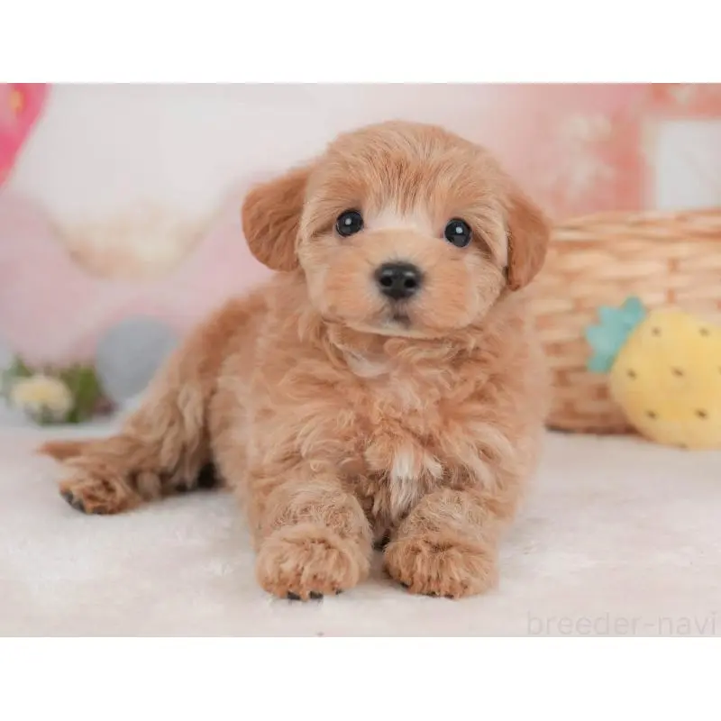 販売中の栃木県のマルプー:マルチーズ×トイプードル-454025の4枚目