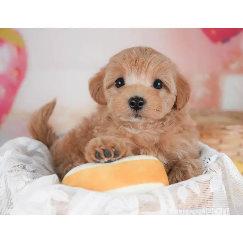 販売中の栃木県のマルプー:マルチーズ×トイプードル-454025の3枚目