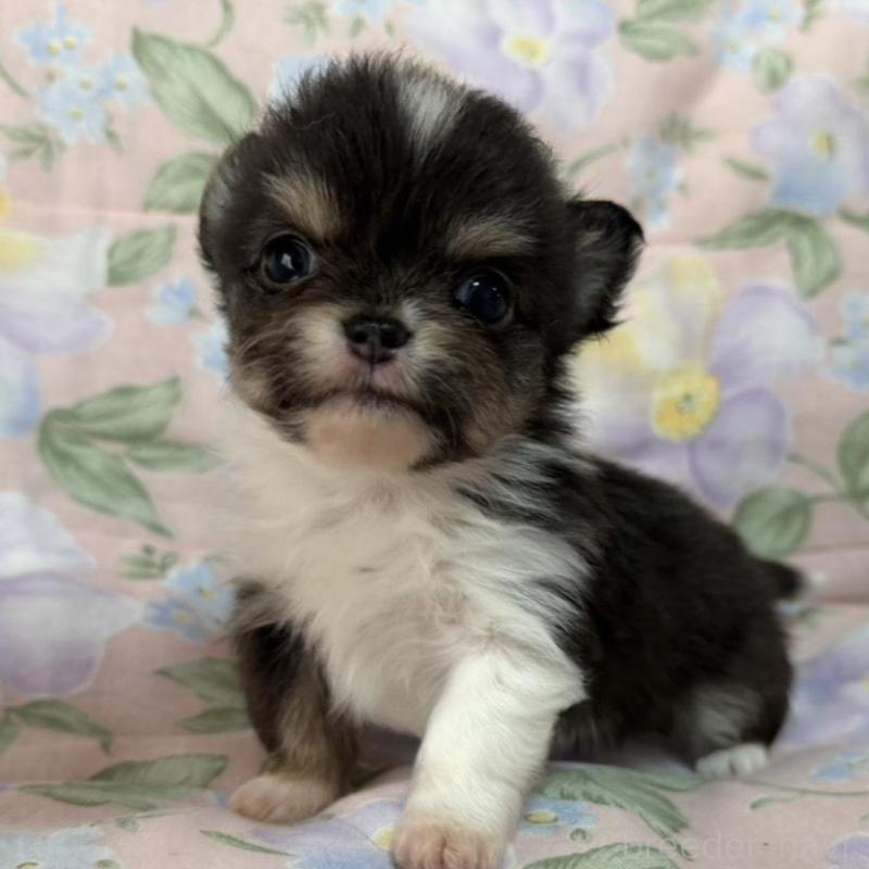 販売中の福岡県のチワワ(ロングコート)-453943の6枚目