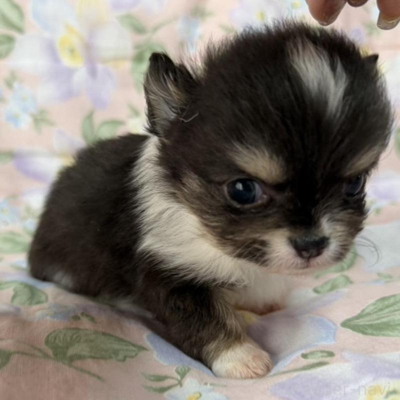 販売中の福岡県のチワワ(ロングコート)-453943の5枚目