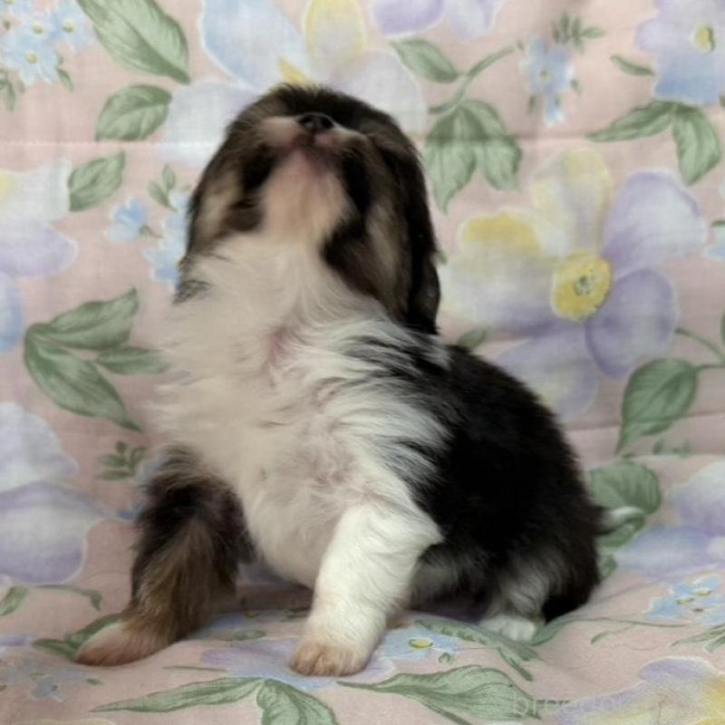 販売中の福岡県のチワワ(ロングコート)-453943の4枚目