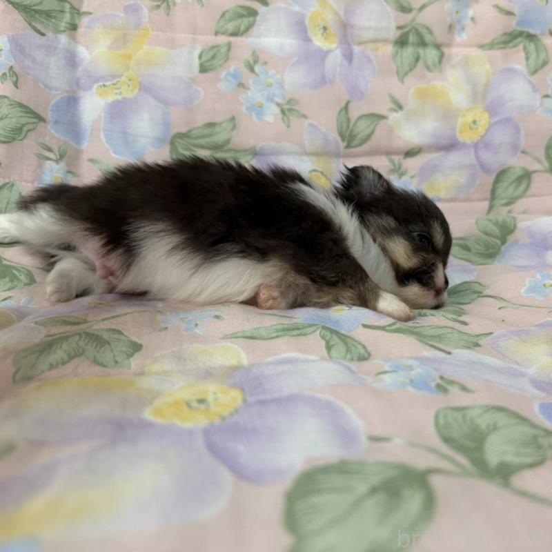 販売中の福岡県のチワワ(ロングコート)-453943の3枚目