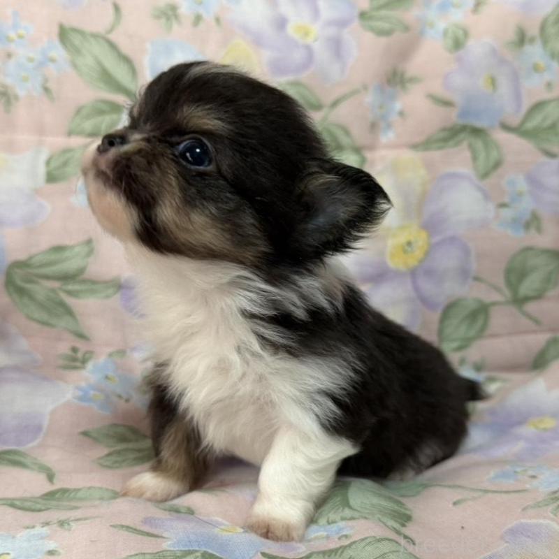 販売中の福岡県のチワワ(ロングコート)-453943の2枚目