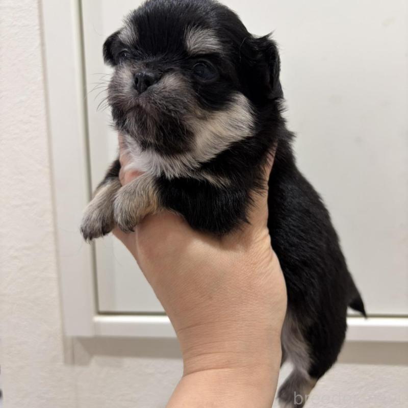 販売中の兵庫県のチワワ(ロングコート)-453944の6枚目