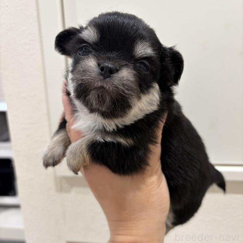 販売中の兵庫県のチワワ(ロングコート)-453944の5枚目