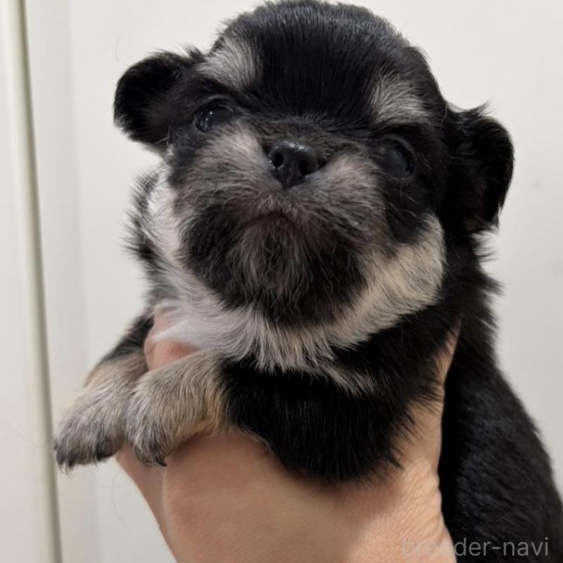 販売中の兵庫県のチワワ(ロングコート)-453944の4枚目