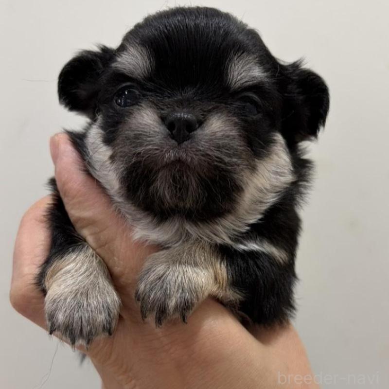 販売中の兵庫県のチワワ(ロングコート)-453944の3枚目