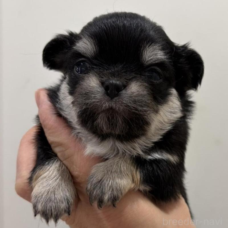 販売中の兵庫県のチワワ(ロングコート)-453944の2枚目