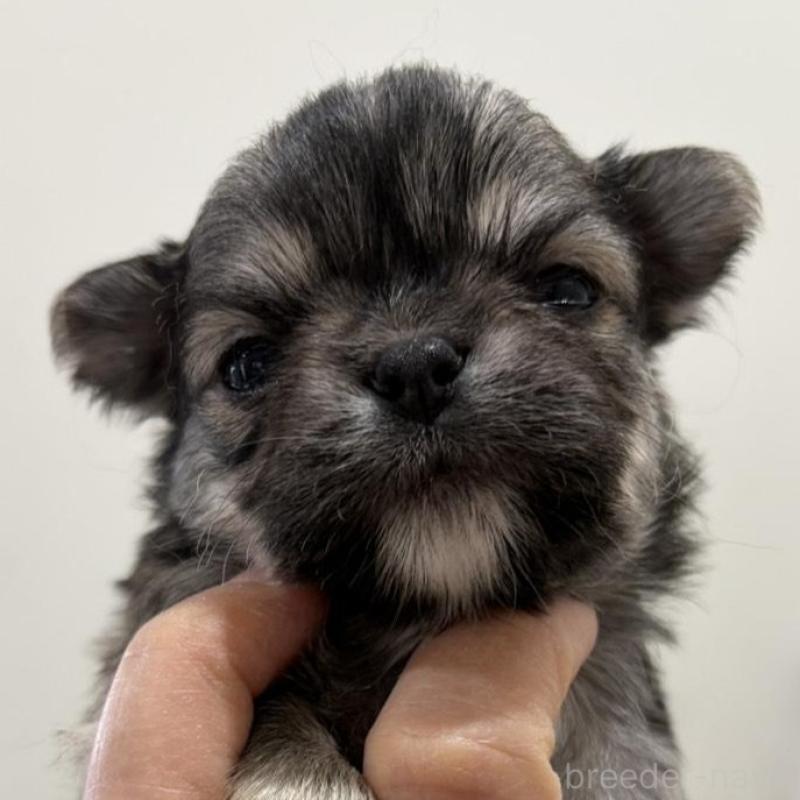 販売中の兵庫県のチワワ(ロングコート)-453945の6枚目