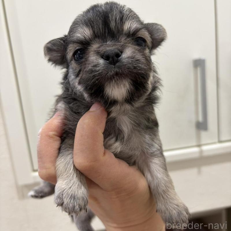 販売中の兵庫県のチワワ(ロングコート)-453945の5枚目