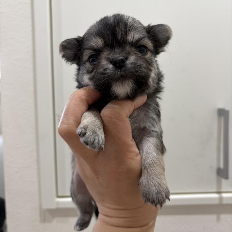 販売中の兵庫県のチワワ(ロングコート)-453945の4枚目