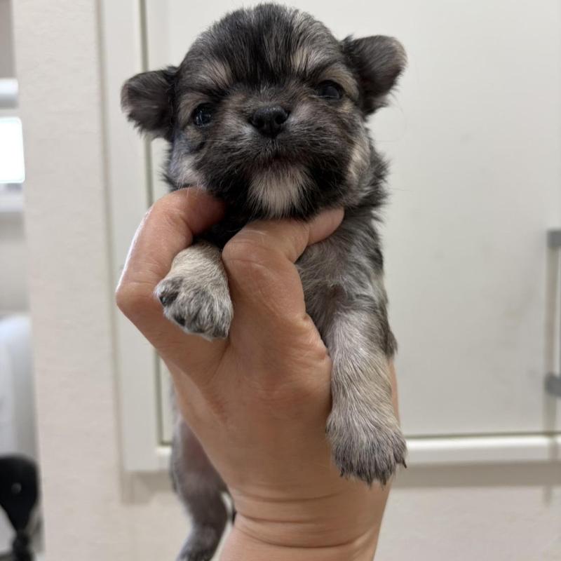 販売中の兵庫県のチワワ(ロングコート)-453945の3枚目