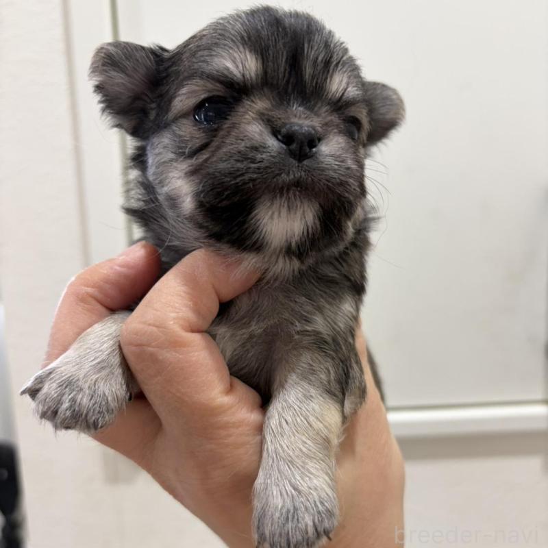 販売中の兵庫県のチワワ(ロングコート)-453945の2枚目