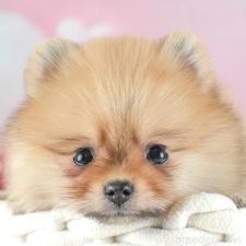 オンライン見学