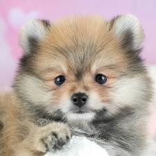 ♀︎ポメラニアン