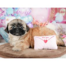 ♀︎ミックス犬